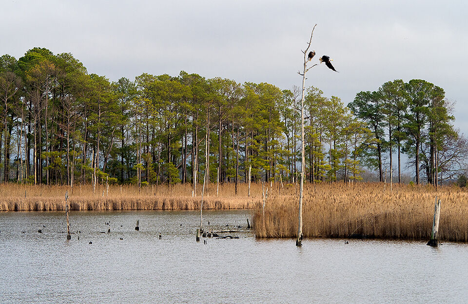 Eagles perching in marsh